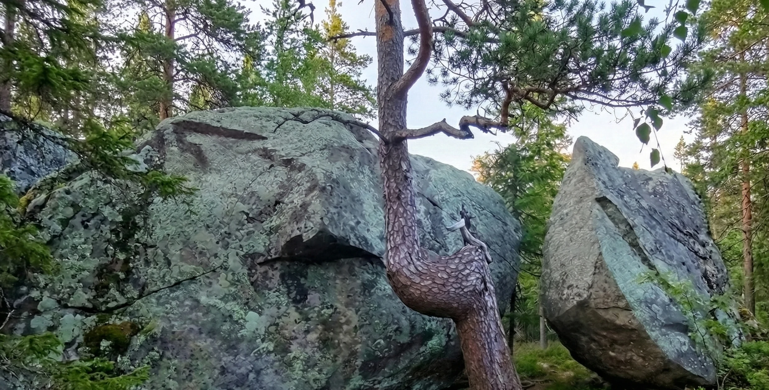 Дерево в проёме — живой страж Врат