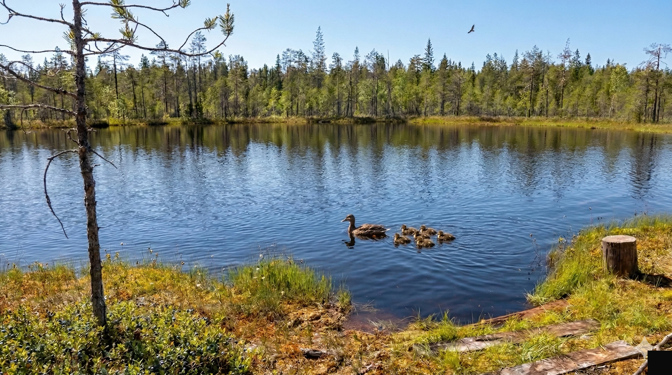 Озеро Зачарованное — метеоритный кратер у горы Воттоваара